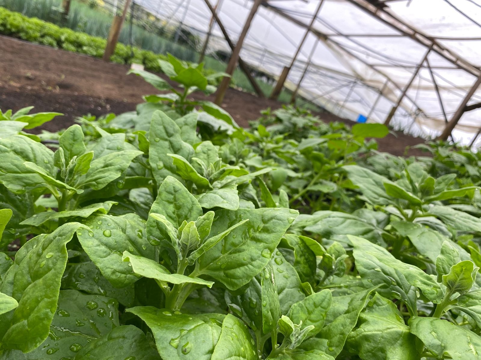 Familia Jiménez, productores de frutas tropicales