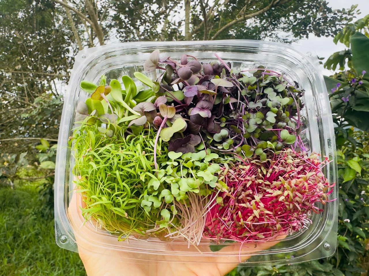 Doña Ana Vargas, productora de microgreens